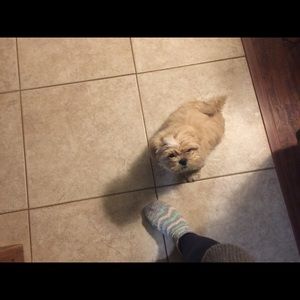 Meet your Posher, Dawn